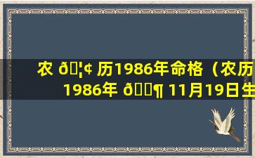 农 🦢 历1986年命格（农历1986年 🐶 11月19日生的命怎么样）